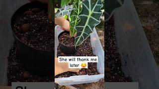 🌱ALOCASIA POLLY🌱 💚Repot and refresh soil 👌NO gnatschunky DIY potting mix plants repot alocasia [upl. by Shultz]