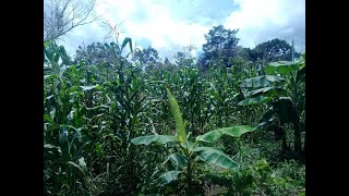 Bienvenida al curso soberania alimentaria y agroecología [upl. by Arbas823]