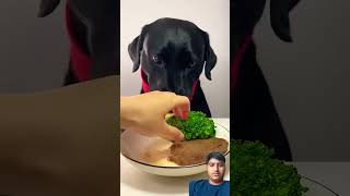 l havent eaten steak for a long time cute pet debut plan Labrador Oh my god its so fragrant silly [upl. by Nylkcaj635]