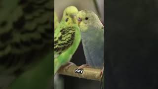 Why Parakeets Make Amazing Pets [upl. by Orlando210]