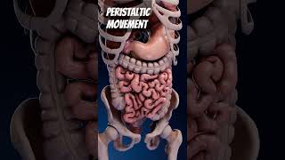 Peristaltic movementthe segments of food and gut in the intestine intestinal intestinalhealth [upl. by Eiclehc]