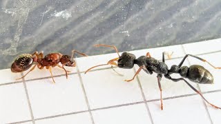 Myrmica sabuleti Italy vs Myrmecia urens Australia 12102024 [upl. by Refinnaej500]