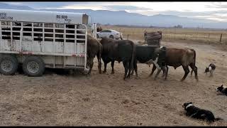 Loading Bucking Bulls in the Big Bend Trailer with Satus Jet Brodey Bear and Brick [upl. by Ko806]