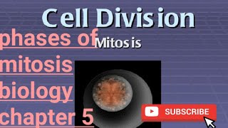 cell divisionmitosisstagessomatic and germ line cellmitosis kesy hotiThe vibes [upl. by Kaine191]