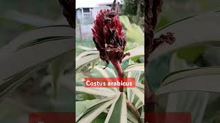 Costus arabicus remix music herbal herbalife [upl. by Narda298]