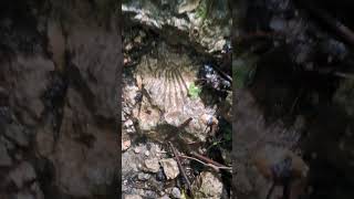 Fossils on Cotswold footpath  Stroud [upl. by Kelsey]