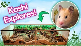 Hamster quotKashiquot Explores Her Rainforest Cage for the First Time [upl. by Aicercul628]