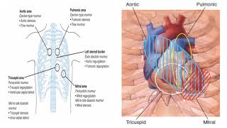 CS 2 CARDIOVASCULAR EXAMINATION The precordium [upl. by Miarzim]