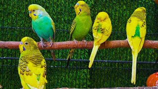 Cute Budgies Chirping 2 Hours of Relaxing Parakeet Sounds to Reduce StressSinging a Birds [upl. by Rupert822]