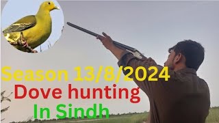 dove hunting season 1382024 [upl. by Enirehs]