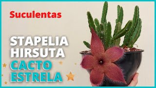 STAPELIA HIRSUTA  CACTO ESTRELA  Conheça a floração e saiba como cultivar e plantar essa suculenta [upl. by Ecirtram551]