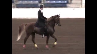 Gaited Morgans at httpsgaitedmorganscom [upl. by Awhsoj]