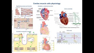 Cardiac muscle cells physiology and concepts [upl. by Llerihs]