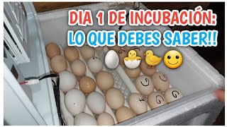 DIA 1 DE INCUBACIÓN🤔 LO QUE DEBES SABER 🐣🙂 [upl. by Airotahs]