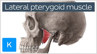 Function of the Lateral Pterygoid Muscle  Human Anatomy  Kenhub [upl. by Akcimahs997]