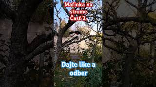 Mafinka na strome časť 2 cat funny [upl. by Wilmott]