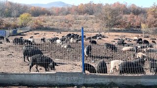 Mangulice na Radanu  odgoj svinja u nezagadjenom okruženju na obroncima planine Radan [upl. by Ecyned]