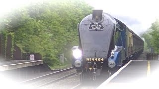 Bittern thrashes through Tackley [upl. by Agnew]