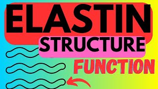 Elastin  Structure Function  Biosynthesis [upl. by Rochester]