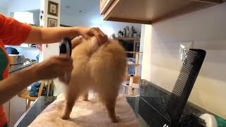 pomeranian haircut with clippers Teddy get full haircut dogs grooming [upl. by Anoirb]