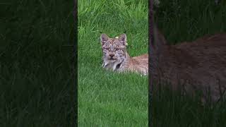 What sets the lynx apart from other cat species lynx cat naturepbs animals [upl. by Anivram]