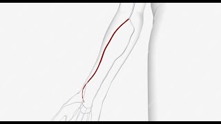 vascularisation du membre sup  lartere radial [upl. by Olram588]