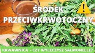 Krwawnica Środek przeciwkrwotoczny przeciwzapalny Pomoże przy zatruciu salmonellą [upl. by Philbrook676]