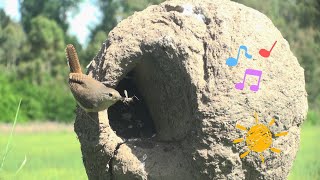 HOUSE WREN RATONA SALTAPARED CUCARACHERO CHERCÁN CHOCHÍN HOUSE WREN [upl. by Orozco550]