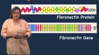 Role of introns  Melissa Moore U MassHHMI [upl. by Accebar23]