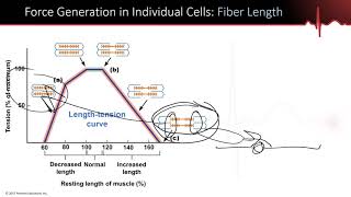 Muscle Part 6  LengthTensionForceVelocity Fast vs Slow Fibers Concentric vs Eccentric [upl. by Oalsinatse146]