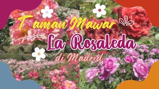 Visiting La Rosaleda  Taman Mawar in Retiro Park Madrid [upl. by Lraep]