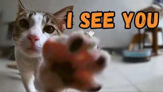 KITTEN found our HIDDEN CAM [upl. by Kenn]