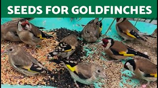 TESTING Different SEEDS for GOLDFINCHES in SUMMER 🌻 [upl. by Larue]