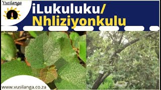 ilukuluku Nhliziyonkulu [upl. by Nelrah]