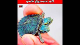 আল্লাহর কুদরতি দুই মুখওয়ালা প্রাণী 😲 Two headed Creatures shorts animals facts [upl. by Perpetua586]