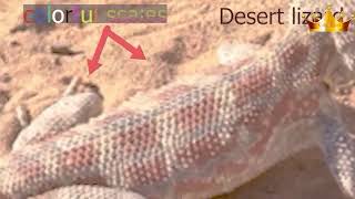 Starred agama lizard معلومات عن سحلية الصحراء [upl. by Nedac]