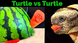 Turtle Eating Watermelon Animal ASMR shorts 🐢87 [upl. by Tyre]