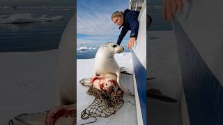 A touching story about a mother seal calling for help from the sailors on the ship to save her baby [upl. by Okiram]