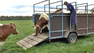 RTVSternet 20170430 Koeien in de Wei [upl. by Rasure]