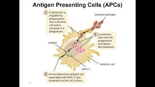 2060O Ch17 Phagocytes Audio [upl. by Nnor]