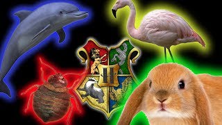 Sorting Animals into Hogwarts Houses [upl. by Ellevel]