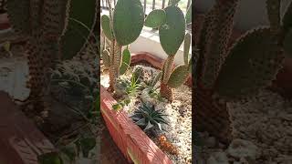 xerophytic plants मरूद्भिद पौधे viral nature viralvideo [upl. by Yezdnil]