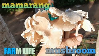 MAMARANG ISANG URI NG MUSHROOM MGA TUMUTUBO DITO SA FARM GANITO PALA ANG ITSURA [upl. by Letisha]