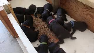 Another Adventure Boykins Puppies First Feeding [upl. by Nueovas]