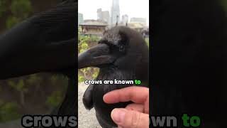 meet Crow  crow talking animals crow crowtalk [upl. by Eicnan]