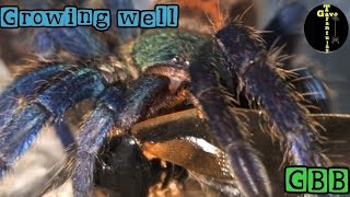 A Tarantula that stands out  Chromatopelma Cyaneopubescens subscribe youtube fyp [upl. by Nawram45]