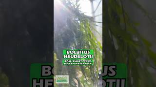 Bolbitus BULLET PROOF heudelotii African Water Fern Aquarium Plant For Sale [upl. by Iliam]