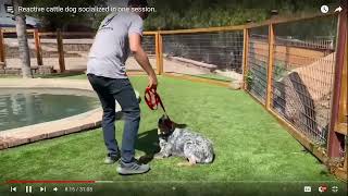 Dog Trainer Reviews Beckmans Dog Training  Socializing  Part 2 [upl. by Yllus]