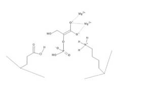 CHEM 407  Glycolysis  9  Enolase [upl. by Rickie]