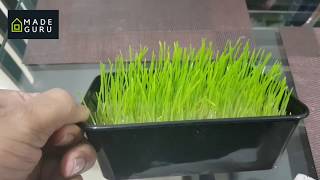 ORGANIC WHEAT GRASS GROW AT HOME TELUGU [upl. by Noivert]